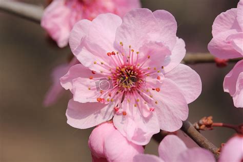 桃花圖|34000+ 桃花照片圖片